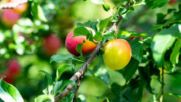 Úžasný švestkový kompot: Bavorská tradice a moderní twist